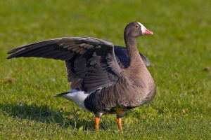 Piskulka - rzadki, strzeżony ptak Piskulka - rzadki, strzeżony ptak
